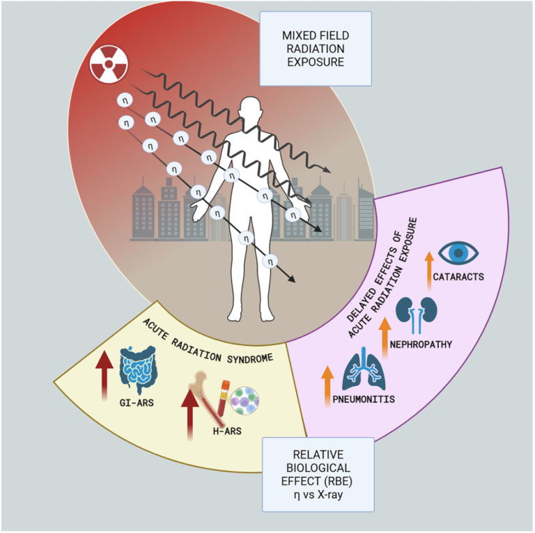 [July 2026] New Publication in iScience: Multi-Organ Acute and Delayed Effects Following Exposure to Neutron Radiation